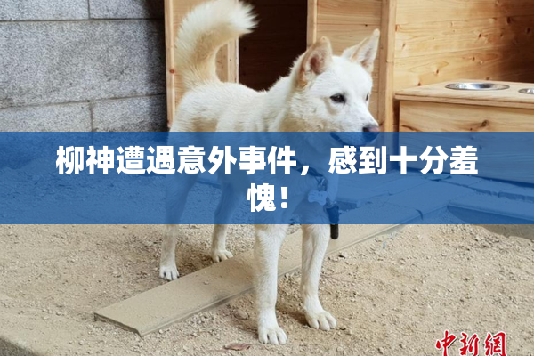 柳神遭遇意外事件，感到十分羞愧！