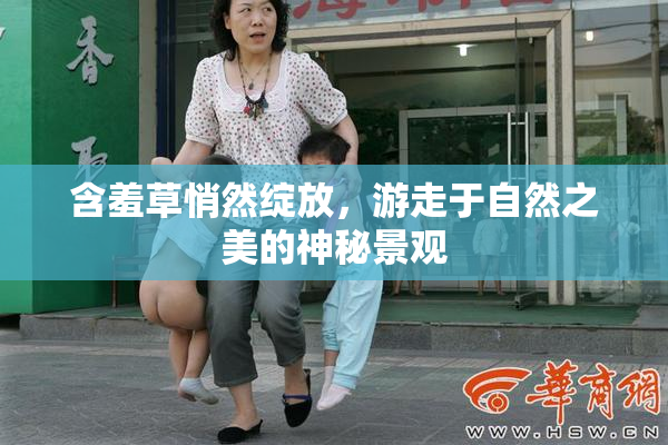 含羞草悄然绽放，游走于自然之美的神秘景观