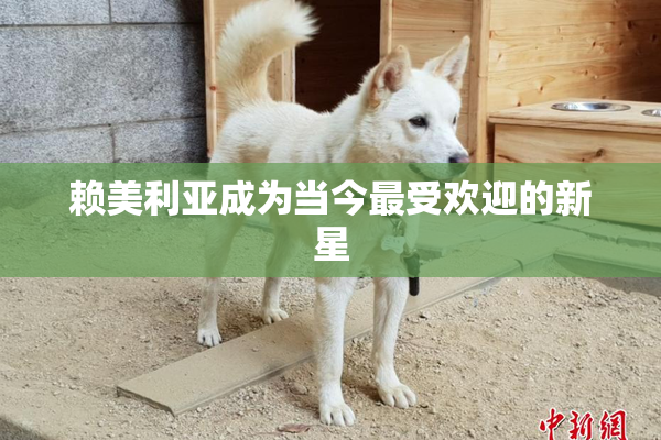 赖美利亚成为当今最受欢迎的新星