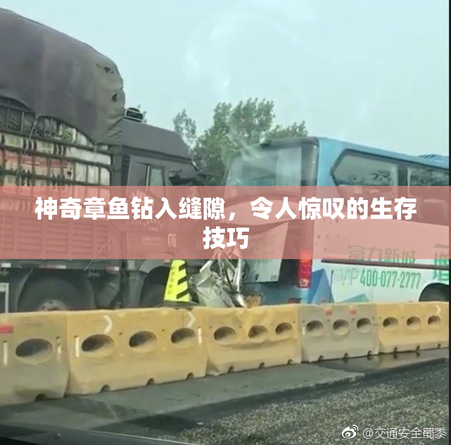 神奇章鱼钻入缝隙，令人惊叹的生存技巧