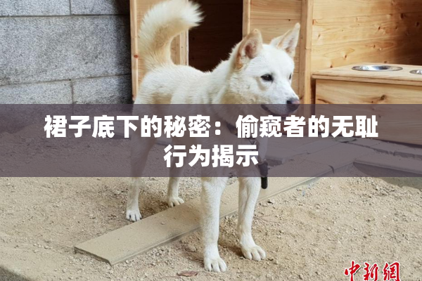 裙子底下的秘密：偷窥者的无耻行为揭示