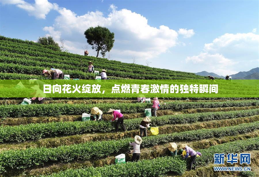 日向花火绽放，点燃青春激情的独特瞬间