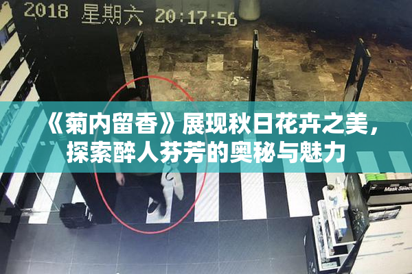 《菊内留香》展现秋日花卉之美，探索醉人芬芳的奥秘与魅力