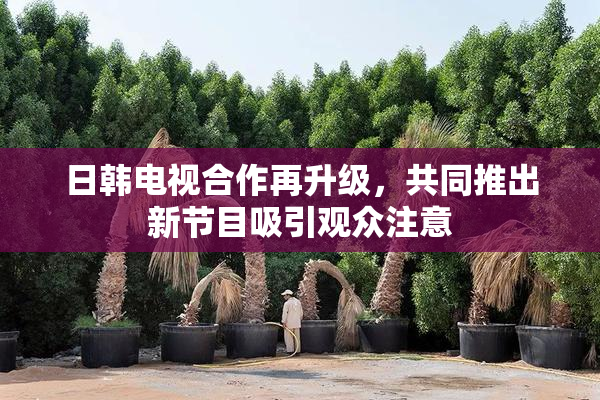 日韩电视合作再升级，共同推出新节目吸引观众注意