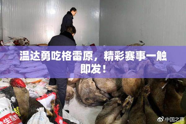 温达勇吃格雷原，精彩赛事一触即发！