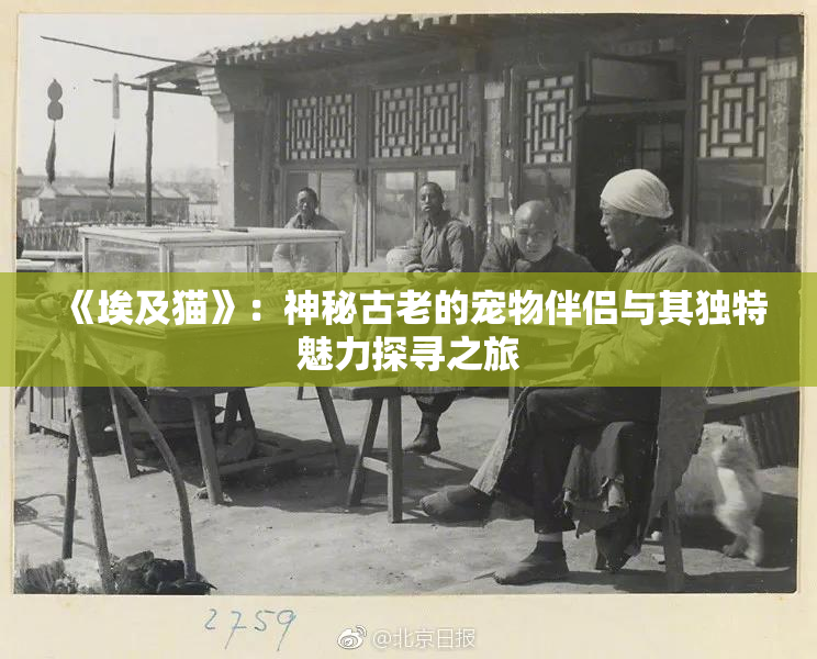 《埃及猫》：神秘古老的宠物伴侣与其独特魅力探寻之旅