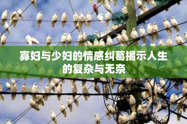 寡妇与少妇的情感纠葛揭示人生的复杂与无奈