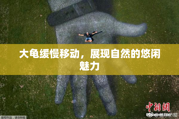 大龟缓慢移动，展现自然的悠闲魅力