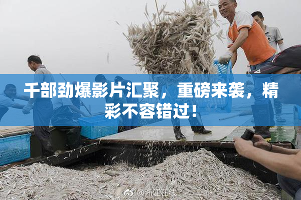 千部劲爆影片汇聚，重磅来袭，精彩不容错过！