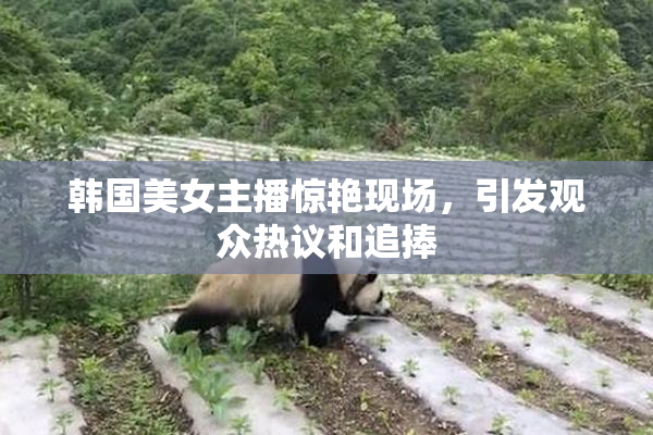 韩国美女主播惊艳现场，引发观众热议和追捧