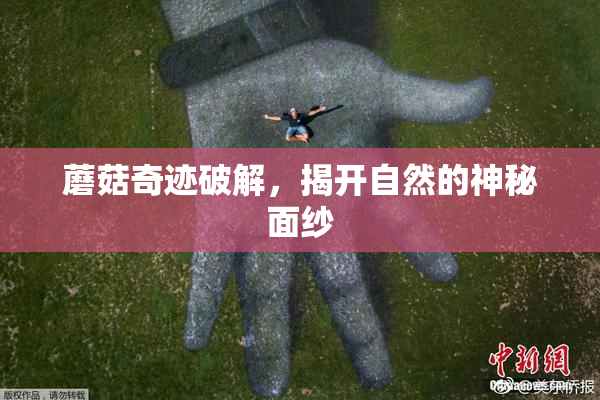 蘑菇奇迹破解，揭开自然的神秘面纱