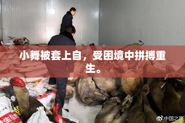 小舞被套上自，受困境中拼搏重生。