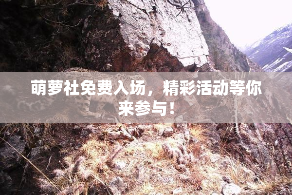 萌萝社免费入场，精彩活动等你来参与！