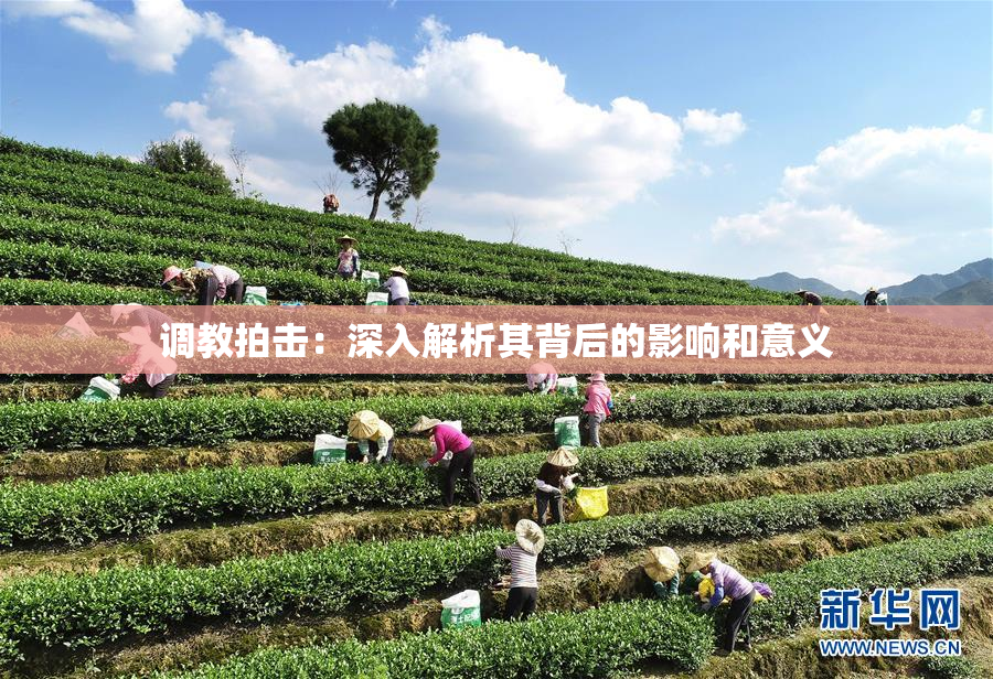 调教拍击：深入解析其背后的影响和意义
