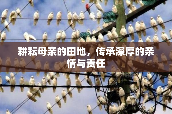 耕耘母亲的田地，传承深厚的亲情与责任