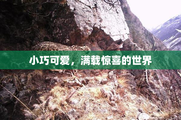 小巧可爱，满载惊喜的世界