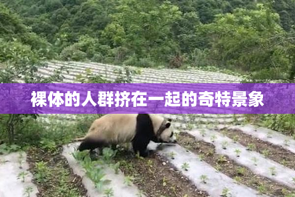 裸体的人群挤在一起的奇特景象