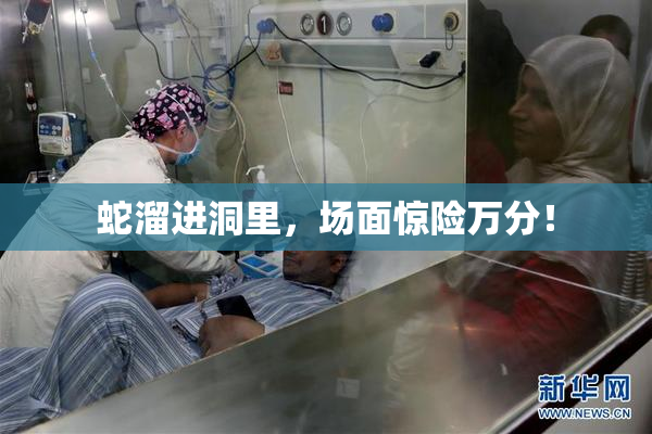 蛇溜进洞里，场面惊险万分！