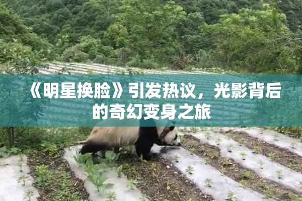《明星换脸》引发热议，光影背后的奇幻变身之旅