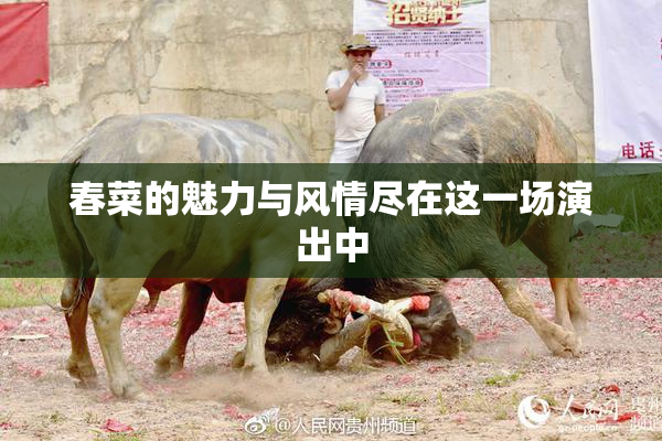 春菜的魅力与风情尽在这一场演出中