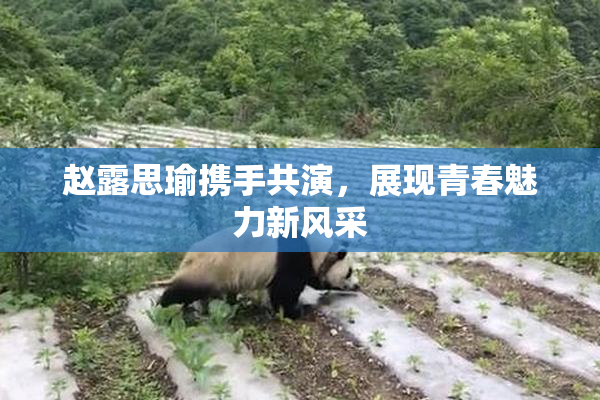 赵露思瑜携手共演，展现青春魅力新风采