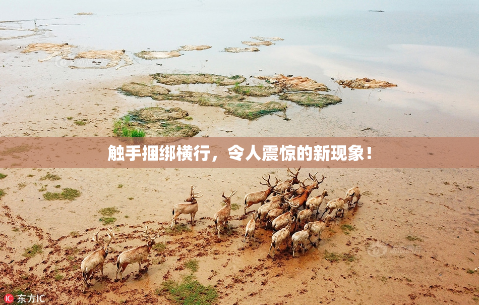 触手捆绑横行，令人震惊的新现象！
