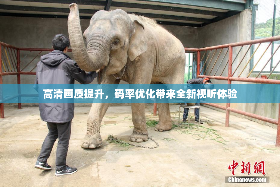 高清画质提升，码率优化带来全新视听体验