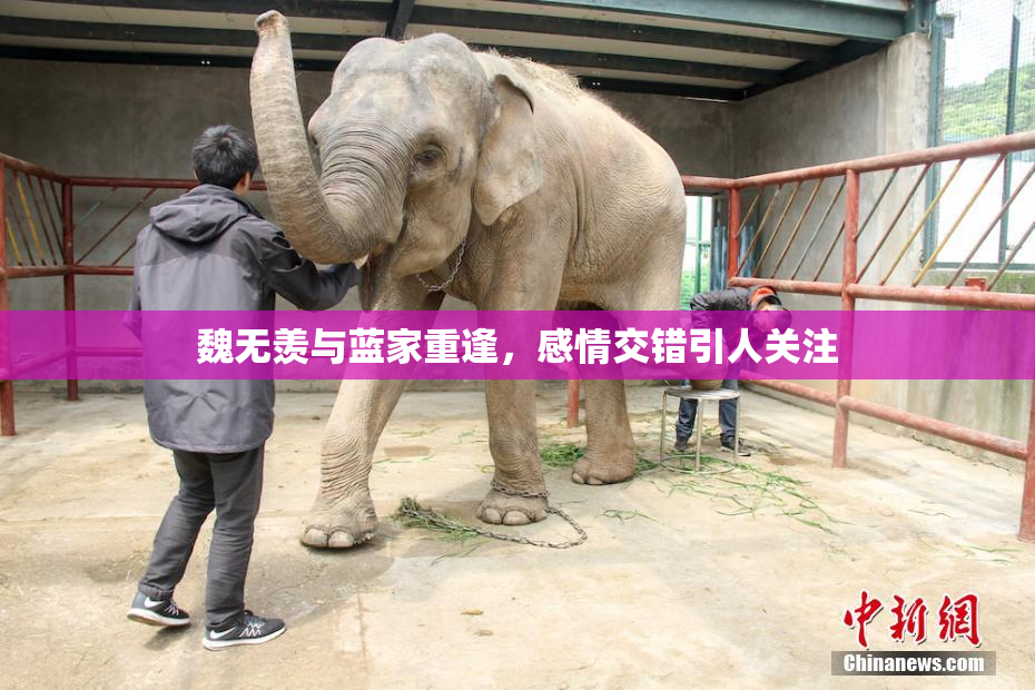 魏无羡与蓝家重逢，感情交错引人关注