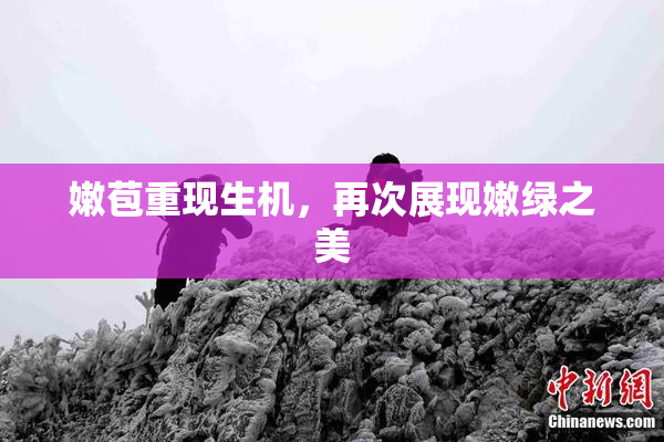 嫩苞重现生机，再次展现嫩绿之美