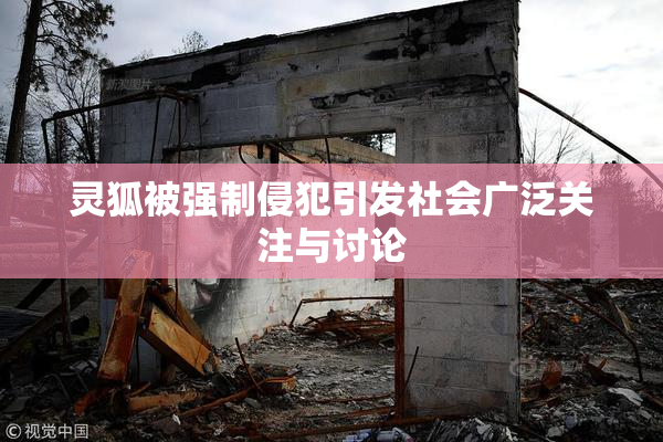 灵狐被强制侵犯引发社会广泛关注与讨论