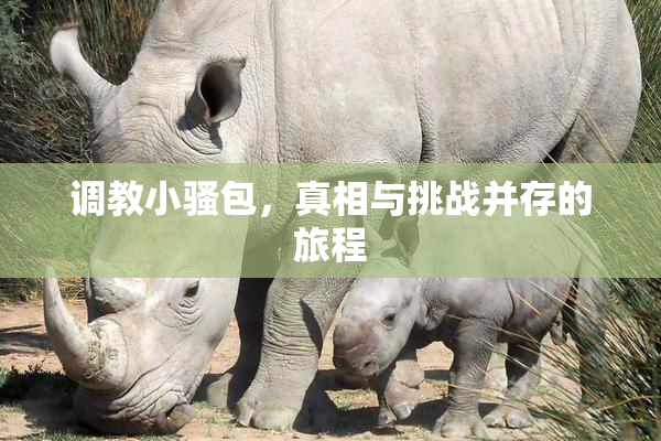 调教小骚包，真相与挑战并存的旅程