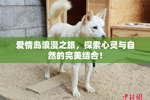 爱情岛浪漫之旅，探索心灵与自然的完美结合！