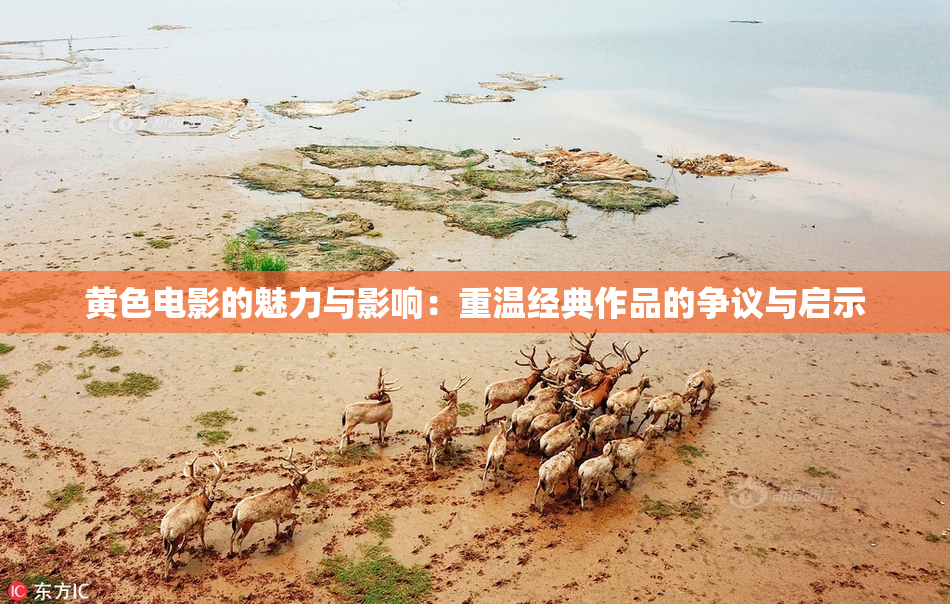 黄色电影的魅力与影响：重温经典作品的争议与启示
