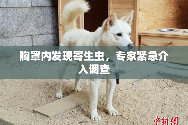胸罩内发现寄生虫，专家紧急介入调查