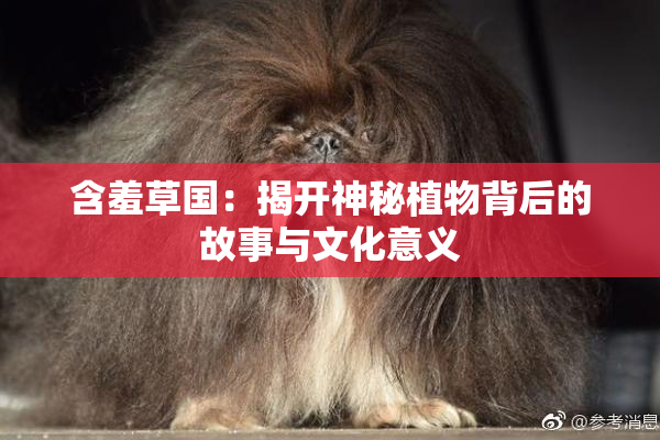 含羞草国：揭开神秘植物背后的故事与文化意义
