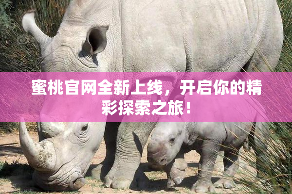 蜜桃官网全新上线，开启你的精彩探索之旅！