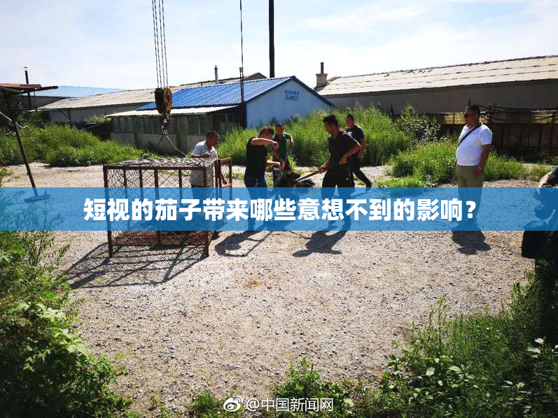 短视的茄子带来哪些意想不到的影响？