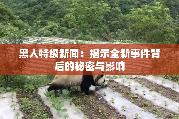 黑人特级新闻：揭示全新事件背后的秘密与影响