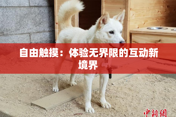 自由触摸：体验无界限的互动新境界