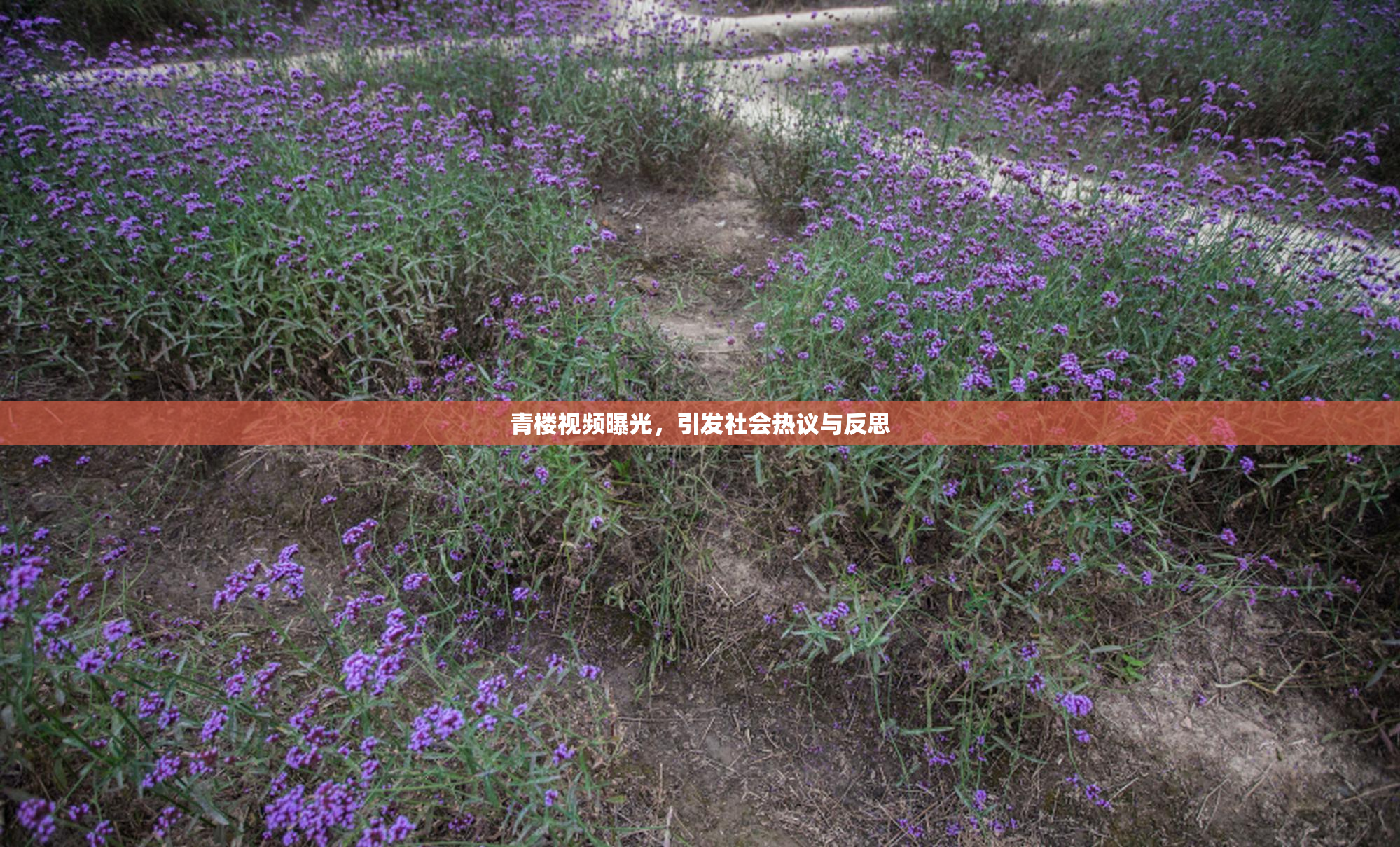 青楼视频曝光，引发社会热议与反思
