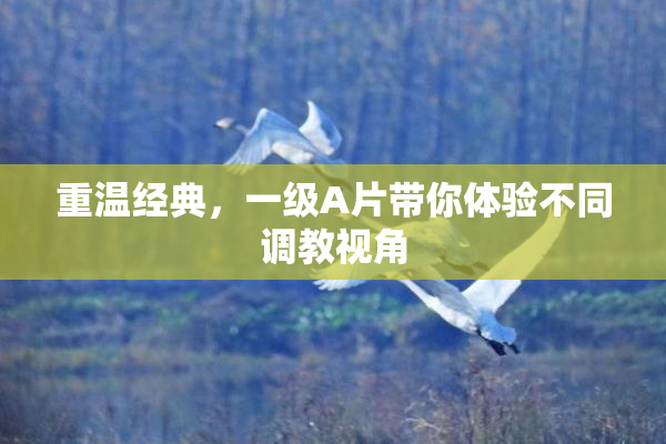 重温经典，一级A片带你体验不同调教视角