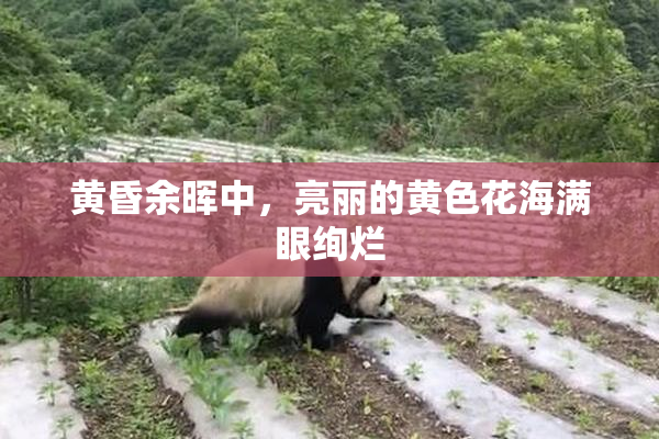 黄昏余晖中，亮丽的黄色花海满眼绚烂