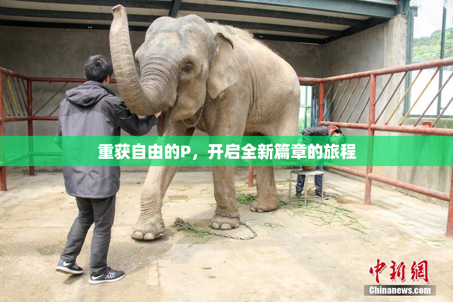 重获自由的P，开启全新篇章的旅程