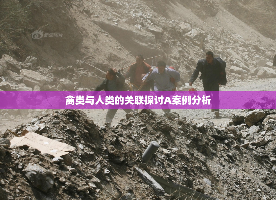 禽类与人类的关联探讨A案例分析