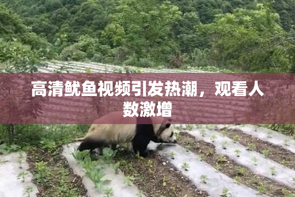 高清鱿鱼视频引发热潮，观看人数激增