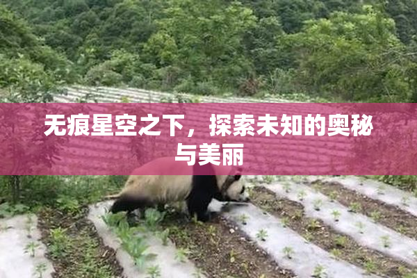 无痕星空之下，探索未知的奥秘与美丽
