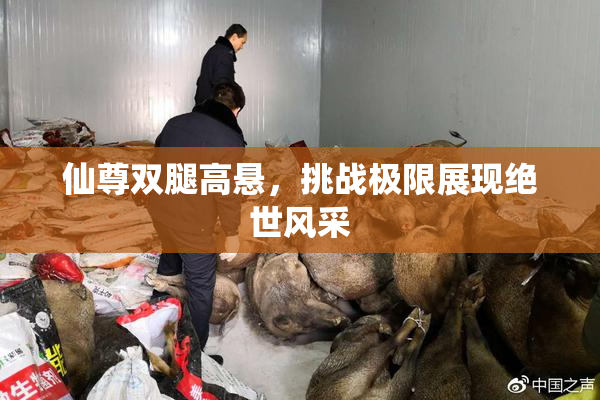 仙尊双腿高悬，挑战极限展现绝世风采
