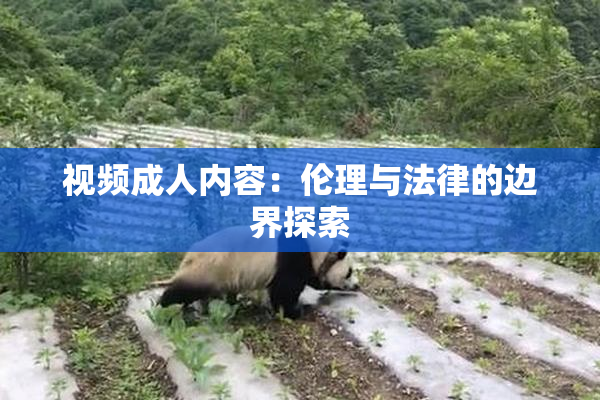 视频成人内容：伦理与法律的边界探索