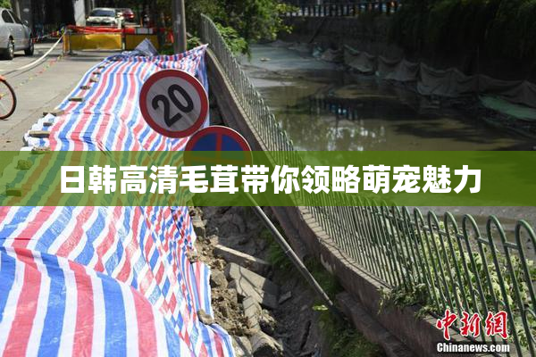 日韩高清毛茸带你领略萌宠魅力