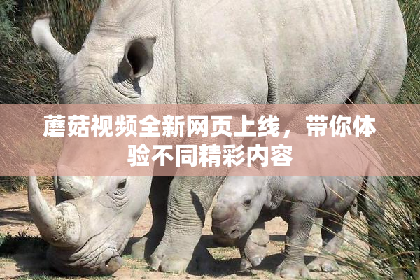 蘑菇视频全新网页上线，带你体验不同精彩内容